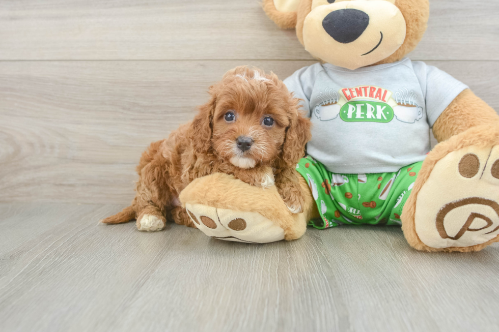 Sweet Cavapoo Baby