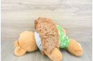 Best Cavapoo Baby