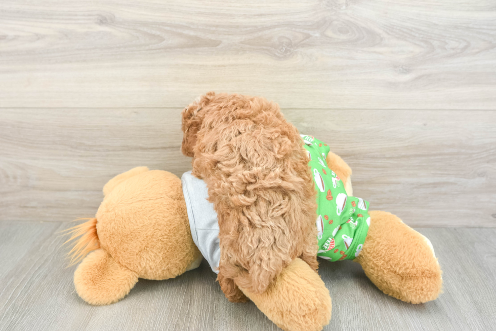 Best Cavapoo Baby