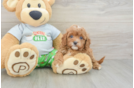 Cavapoo Puppy for Adoption