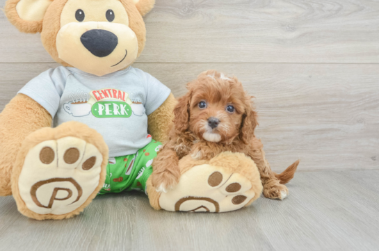 Cavapoo Puppy for Adoption