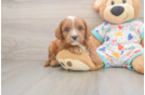 Playful Cavapoodle Poodle Mix Puppy