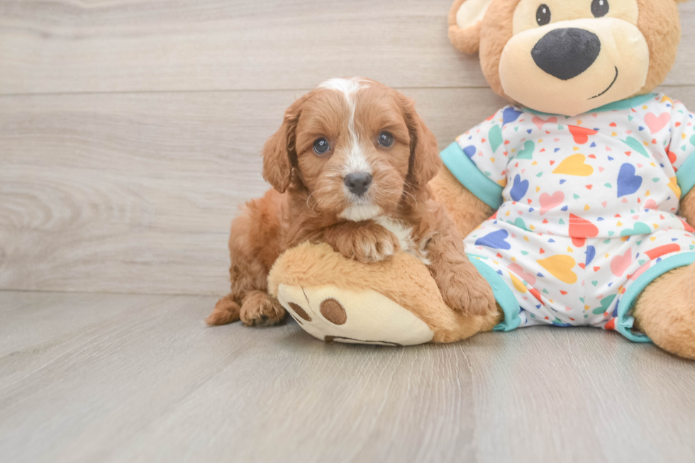Playful Cavapoodle Poodle Mix Puppy