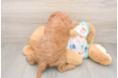 Best Cavapoo Baby