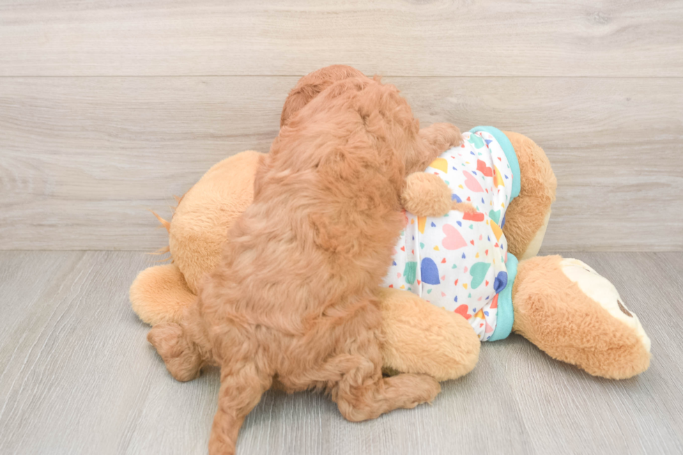 Best Cavapoo Baby