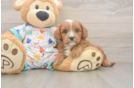 Cavapoo Pup Being Cute