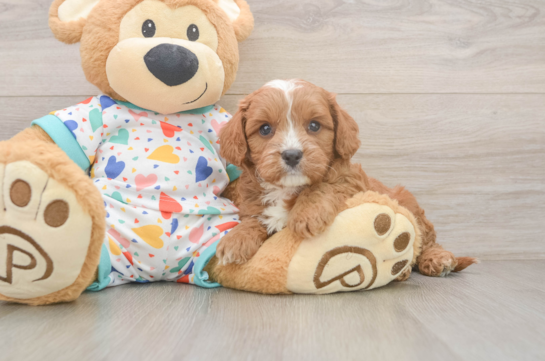 Cavapoo Pup Being Cute