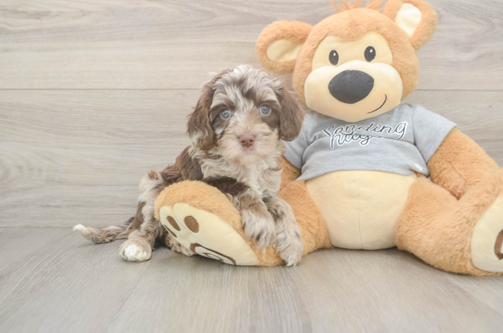 5 week old Cavapoo Puppy For Sale - Premier Pups