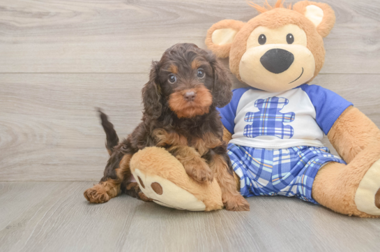 Funny Cavapoo Poodle Mix Pup