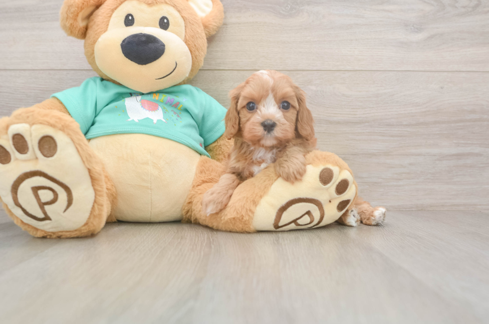 5 week old Cavapoo Puppy For Sale - Premier Pups