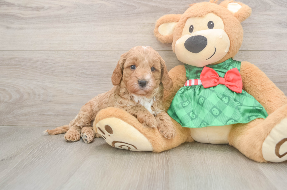 5 week old Cavapoo Puppy For Sale - Premier Pups
