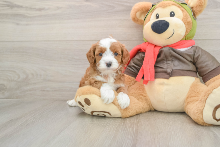 Cavapoo Puppy for Adoption
