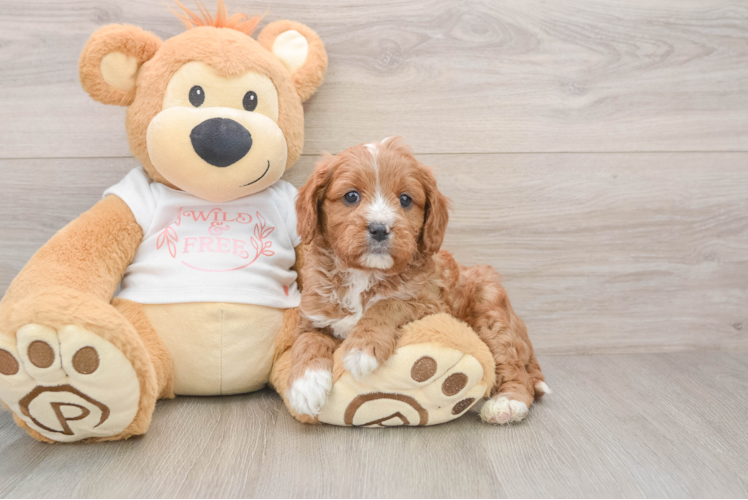 Cavapoo Pup Being Cute