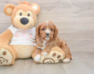 7 week old Cavapoo Puppy For Sale - Premier Pups