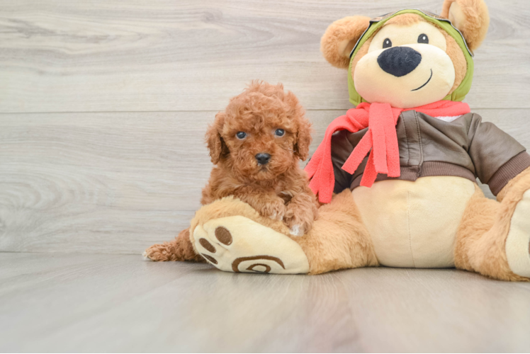 Adorable Cavalier King Charles Spaniel and Poodle Mix Poodle Mix Puppy