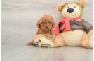 Adorable Cavalier King Charles Spaniel and Poodle Mix Poodle Mix Puppy