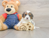 8 week old Cavapoo Puppy For Sale - Premier Pups