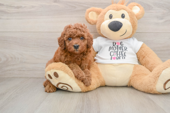 Cavapoo Puppy for Adoption