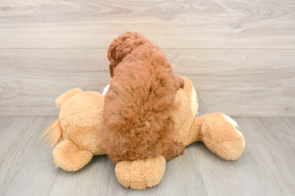Cavapoo Pup Being Cute