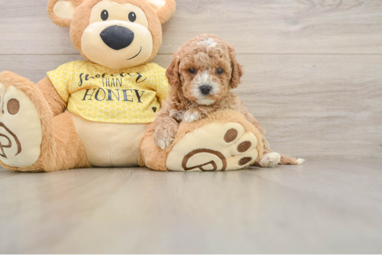 Cavapoo Pup Being Cute