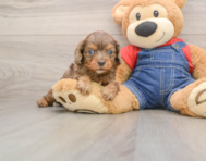 6 week old Cavapoo Puppy For Sale - Premier Pups