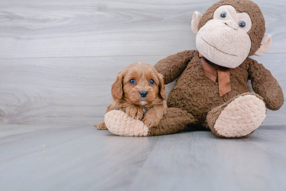 Energetic Cavoodle Poodle Mix Puppy