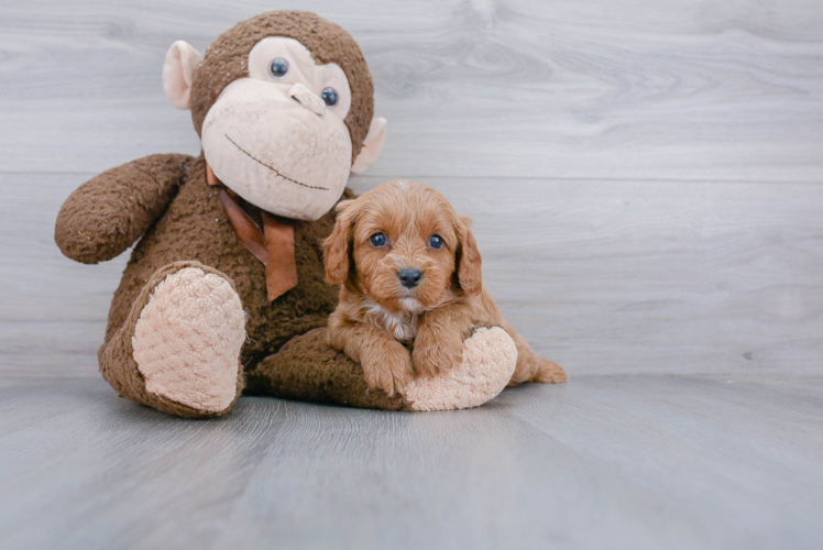 Adorable Cavoodle Poodle Mix Puppy