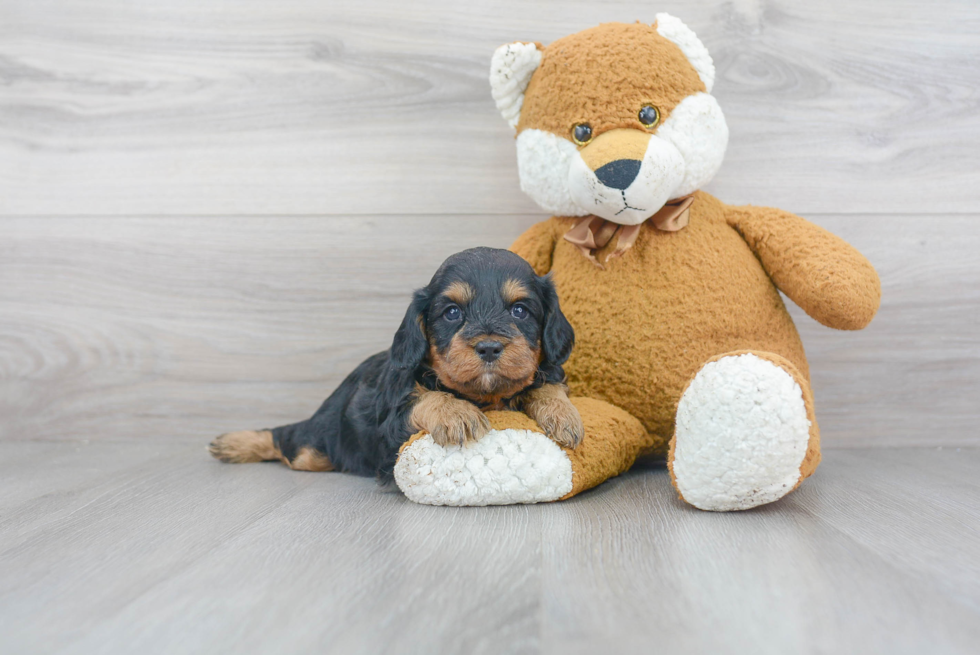 Sweet Cavapoo Baby