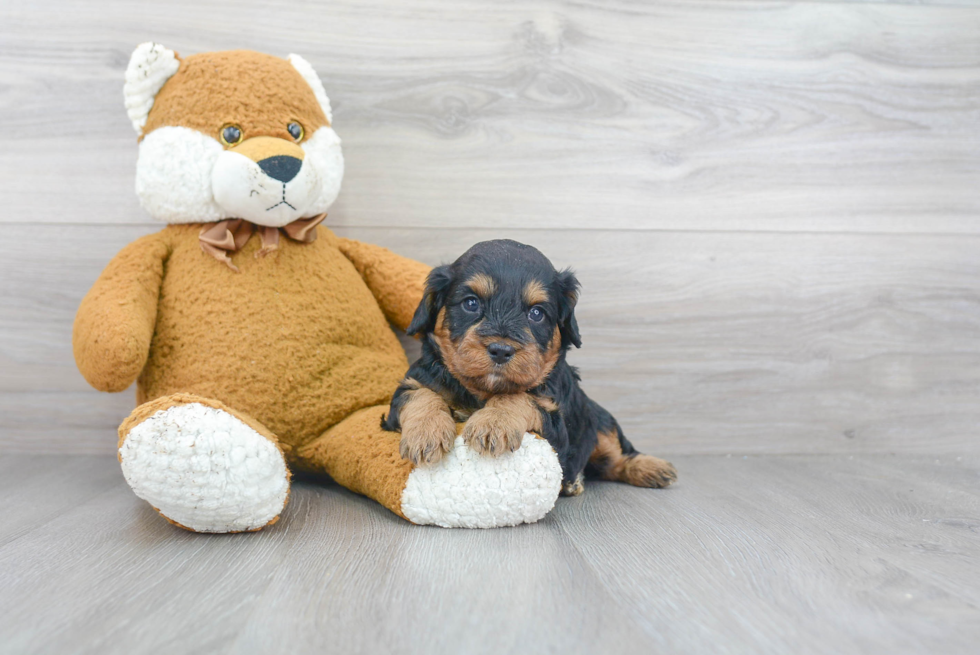 Best Cavapoo Baby