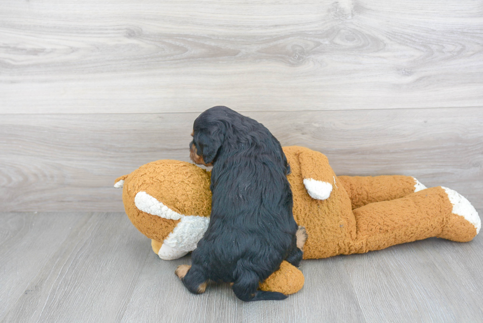 Little Cavoodle Poodle Mix Puppy