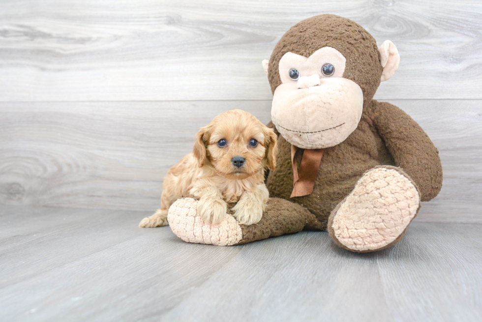 Petite Cavapoo Poodle Mix Pup