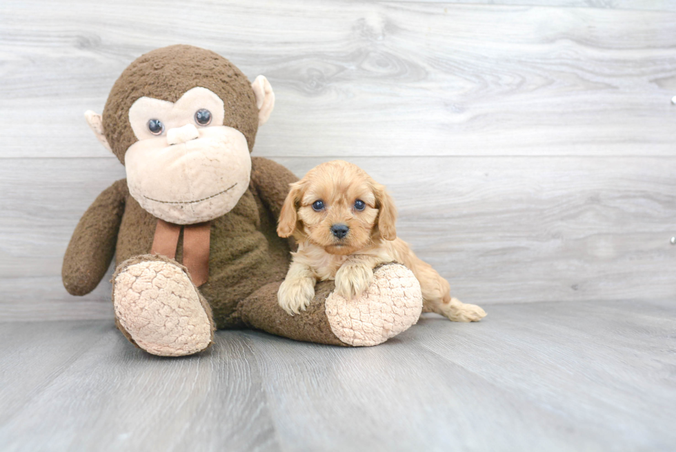 Best Cavapoo Baby