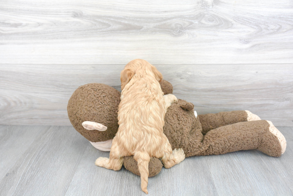 Cavapoo Pup Being Cute