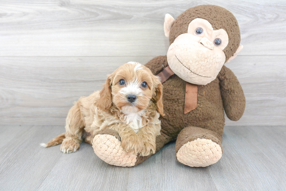 Cute Cavapoo Baby