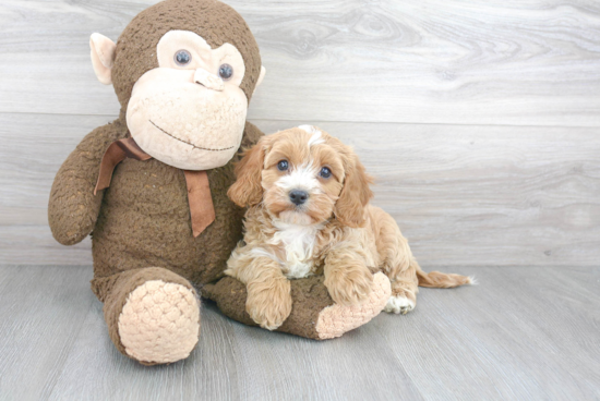 Cavapoo Pup Being Cute