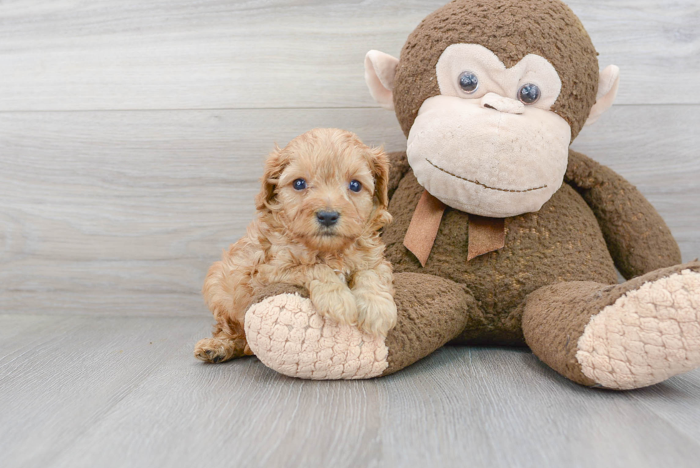 Cavapoo Pup Being Cute