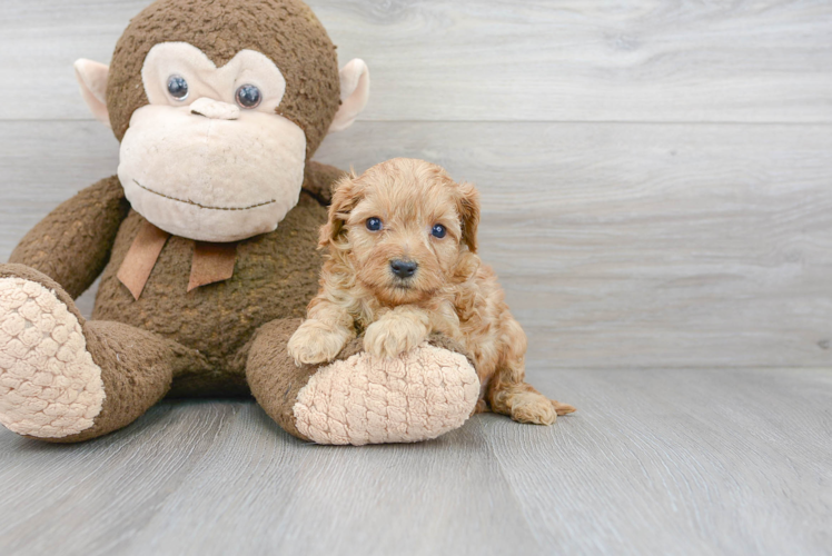 Cavapoo Pup Being Cute