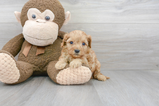 Cavapoo Pup Being Cute