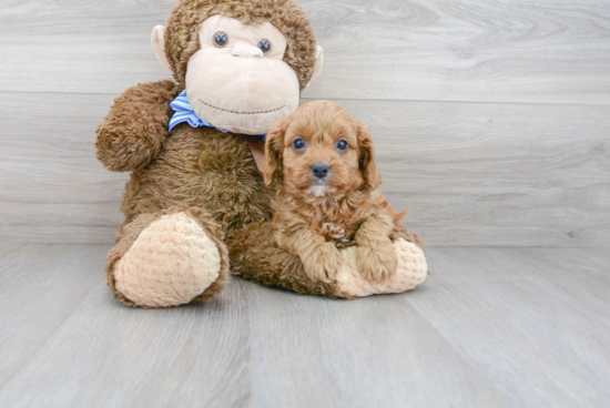 Cavapoo Puppy for Adoption