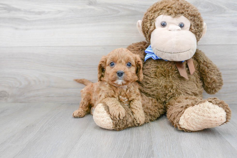 Cute Cavapoo Baby