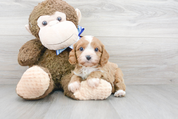 Cavapoo Puppy for Adoption