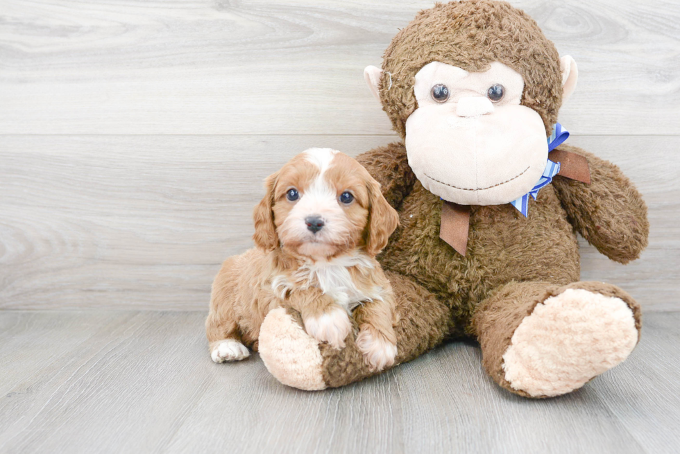 Cute Cavapoo Baby