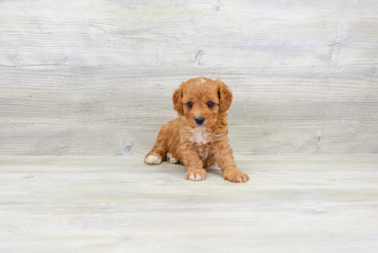 Popular Cavapoo Poodle Mix Pup