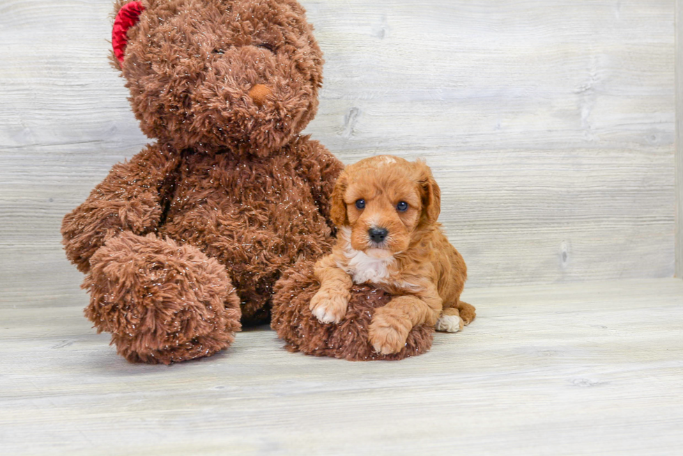 Cavapoo Pup Being Cute