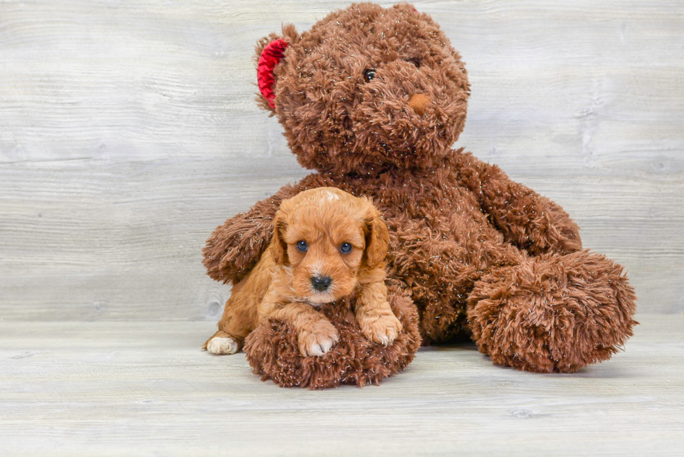 Cavapoo Puppy for Adoption