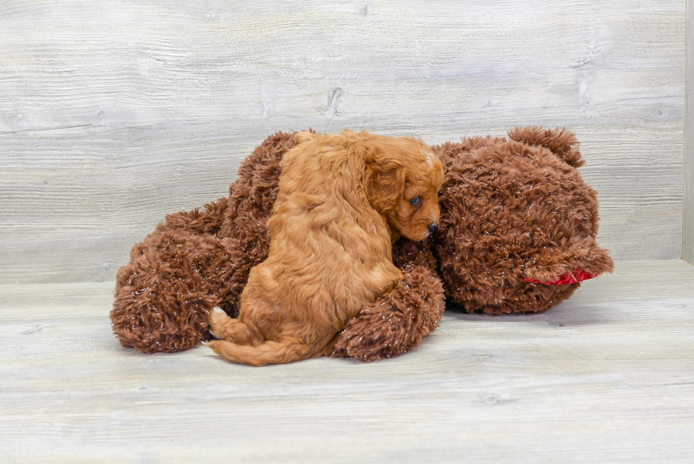 Cavapoo Pup Being Cute