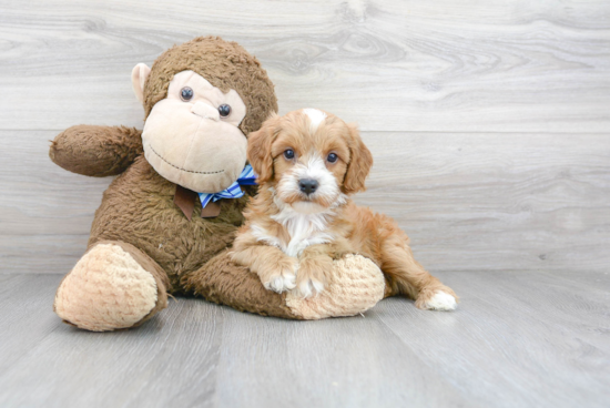 Best Cavapoo Baby