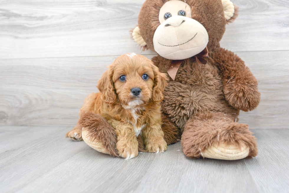 Cavapoo Puppy for Adoption