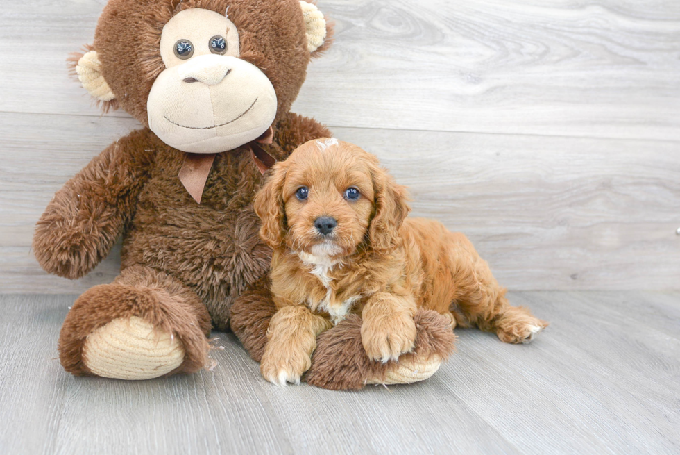 Cavapoo Puppy for Adoption