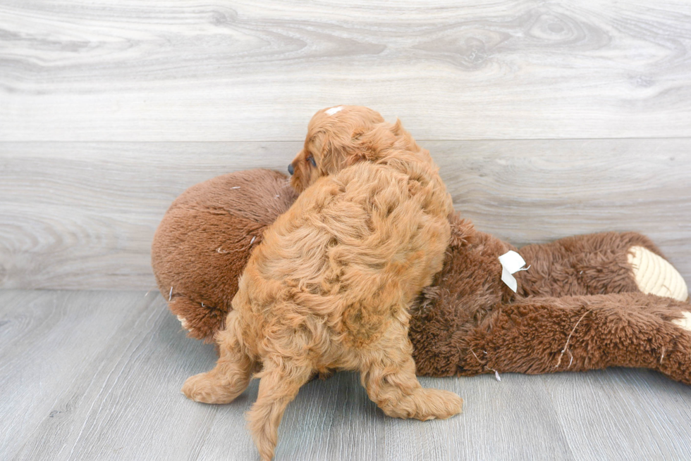 Cavapoo Pup Being Cute